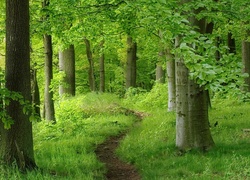 Las, Ścieżka, Drzewa, Krzewy, Wiosna
