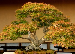 Drzewko, Bonsai, Miniatura, Klonu