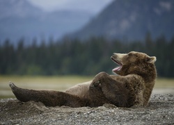 Leżący, Niedźwiedź, Odpoczynek
