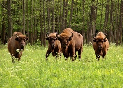 Białowieski, Park, Narodowy, Żubry