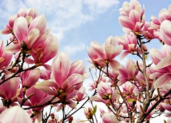 Wiosna, Różowa, Magnolia, Niebo, Obłoki
