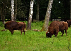 Białowieski, Park, Narodowy, Żubry