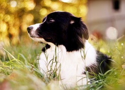 Border Collie, Trawa