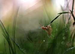 Ślimak, Źdźbła, Trawa, Bokeh