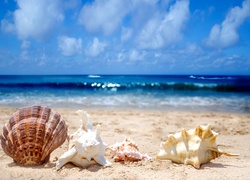 Ocean, Plaża, Muszle