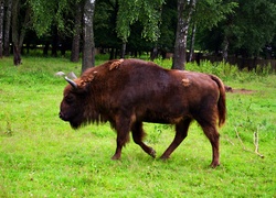 Białowieski, Park, Narodowy, Żubr