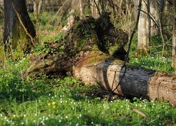 Białowieski, Park, Narodowy, Powalone, Drzewo