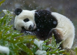 Miś, Panda, Drzewo, Śnieg, Zima