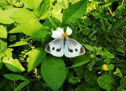 Biały, Motyl, Bielinek