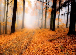 Las, Droga, Drzewa, Liście, Mgła, Jesień