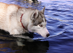 Pies, Husky, Woda, Czerwona, Obroża