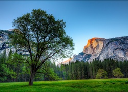 Stany Zjednoczone, Stan Kalifornia, Park Narodowy Yosemite, Góry, Drzewa, Las