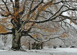 Zima, Park, Ośnieżone, Drzewo