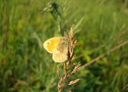 Motyl, Trawy, Źdźbło, Łąka