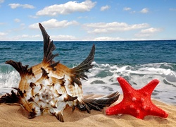 Morze, Plaża, Fantazyjna Muszla, Czerwona Rozgwiazda