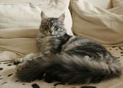 Kotek, Maine Coon, Poduszki