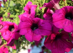 Purpurowe, Surfinie