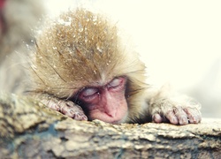 Śpiąca, Małpka, Makak
