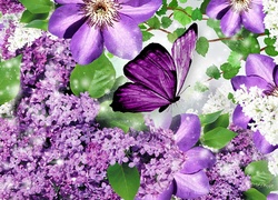 Bez, Clematis, Motyl