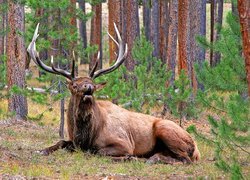 Las, Jeleń, Park, Narodowy, Yellowstone