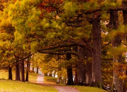 Park, Aleja, Szpaler Drzew, Jesień