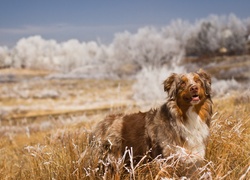 Owczarek australijski, Australian shepherd, Trawa