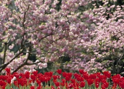 Ogród, Kwitnące, Drzewa, Czerwone, Tulipany