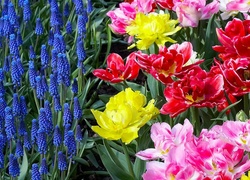Szafirek, Tulipany