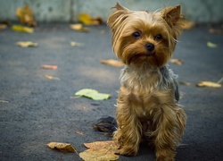 Szczeniaczek, Yorkshire Terrier, Ulica, Liście