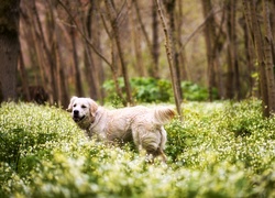 Golden Retriever, Łąka