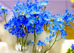 Niebieskie, Drobne, Kwiatki, Ostróżka