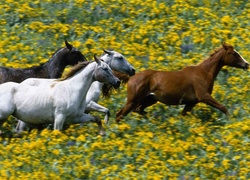 Konie, Łąka, Żółte, Kwiaty