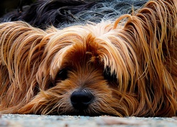 Smutny, Piesek, Yorkshire, Terrier