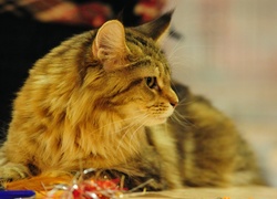 Rudy, Maine Coon