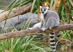 Lemur, Konar, Trawa