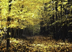 Las, Droga, Drzewa, Liście, Przebijające, Swiatło, Jesień