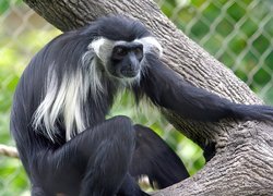 Małpka, Angola Colobus, Konar