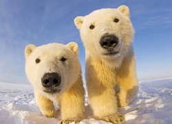 Niedźwiedzie, Polarne, Śnieg, Zima