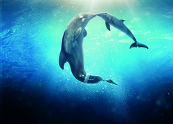 Dwa, Delfinki, Pocałunek, Morze
