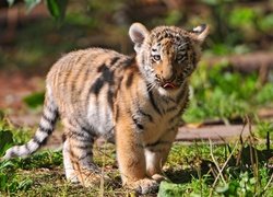 Młody, Tygrys