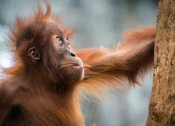 Młody, Orangutan