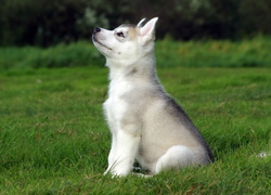 Łąka, Trawa, Szczeniak, Husky, Piesek