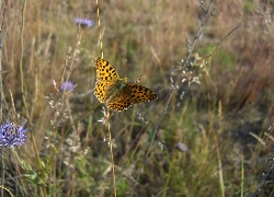 Motyl, Łąka, Trawy, Kwiaty, Polne