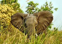 Słoń, Trawa
