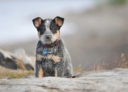 Australian cattle dog