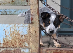Australian cattle dog