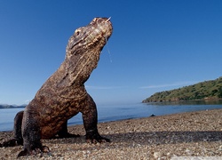 Waran, Komodo, Indonezja