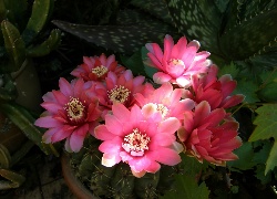 Kaktus, Różowe, Kwiaty
