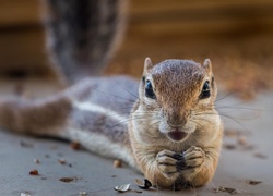 Chipmunk, Łapki