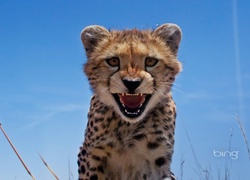 Gepard